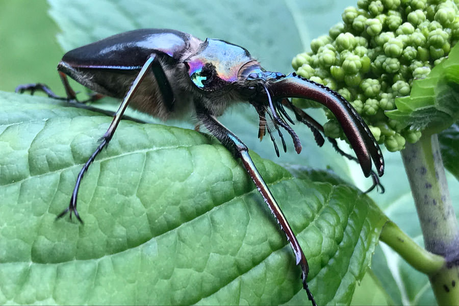 Dry fly fishing in Chile