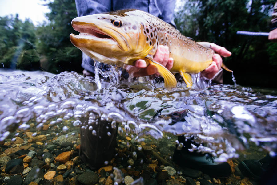 Fly fishing for trout in Chile