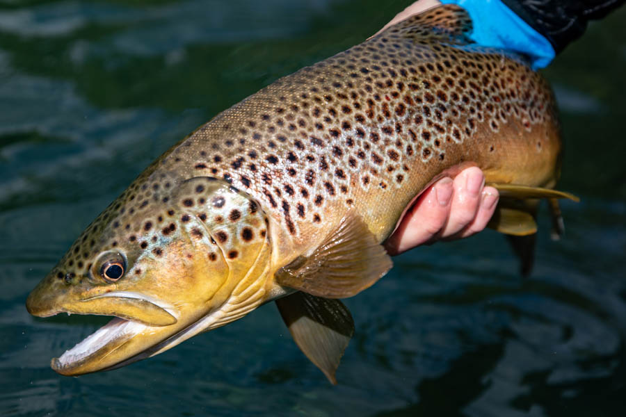 Brown trout Martin Pescador Lodge chile