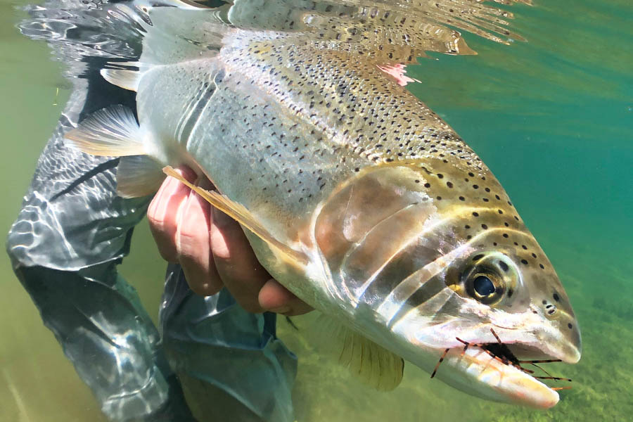 Big trout in Chile fly fishing