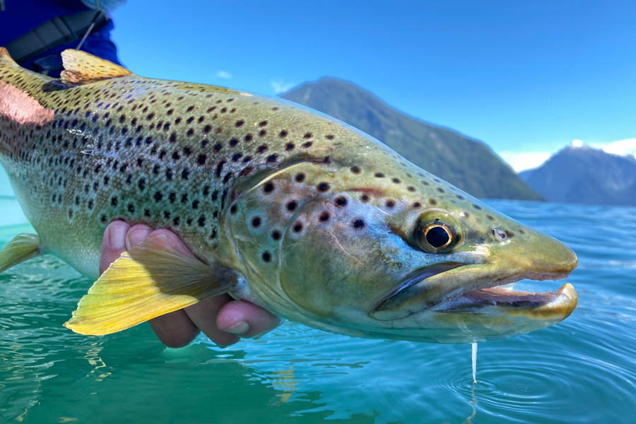 Brown trout in Chile at fly fishing lodge