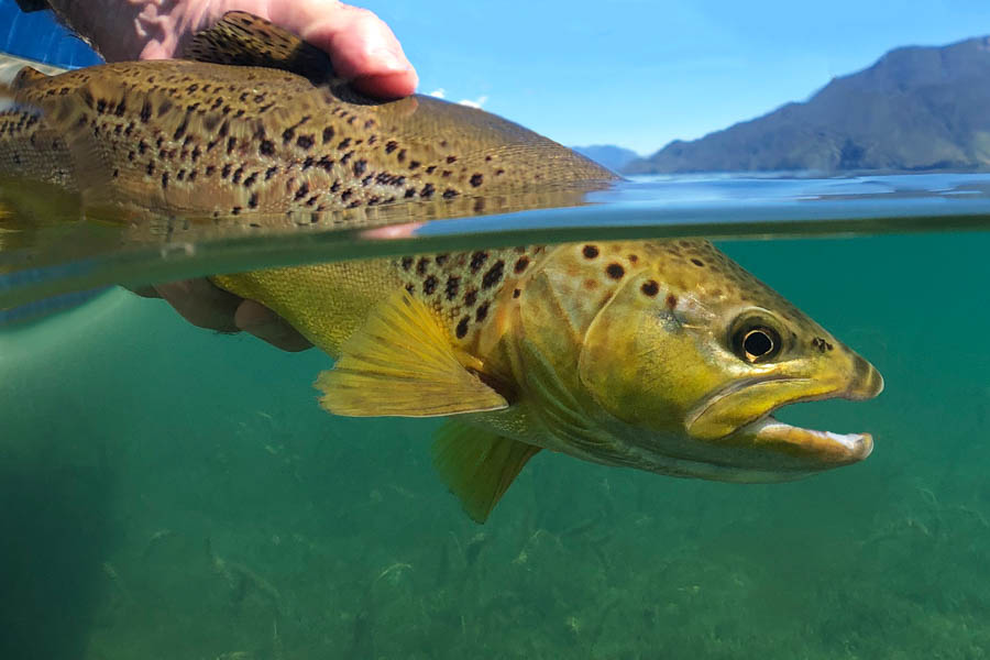 Martin Pescador Fly Fishing Lodge