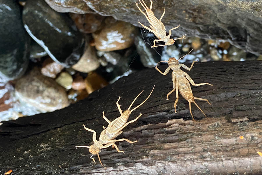 Big bugs for big trout in Chile fly fishing