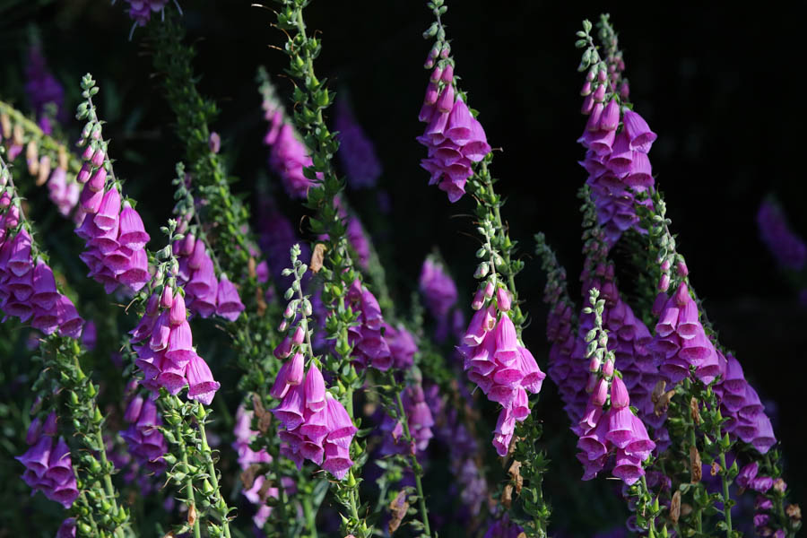 Fly fishing in Chile