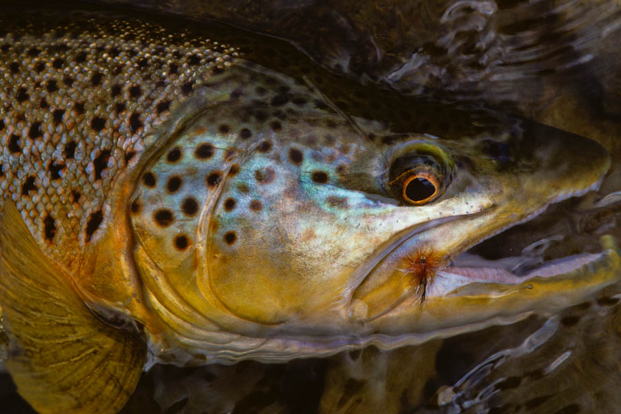 Brown trout fly fishing in New Zealand