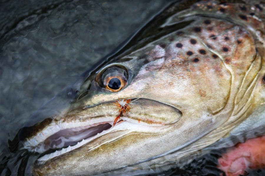 New Zealand fishing trips