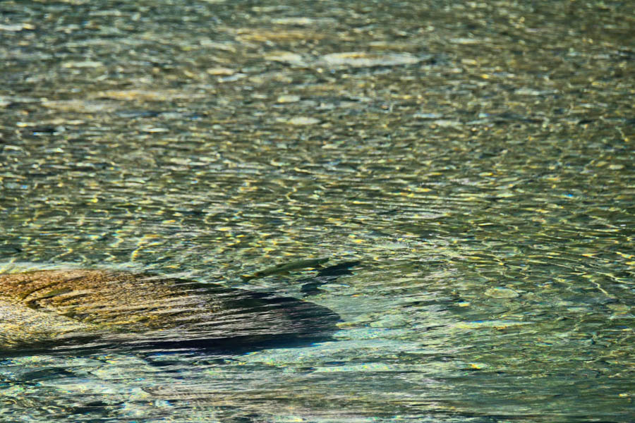 Big brown trout fly fishing in New Zealand