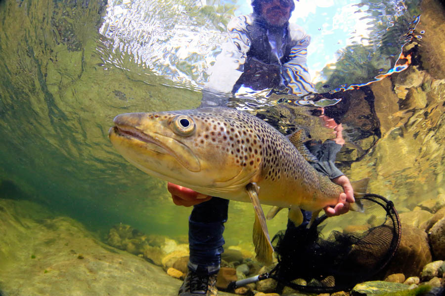 New Zealand fly fishing lodge Big brown trout fly fishing in New Zealand