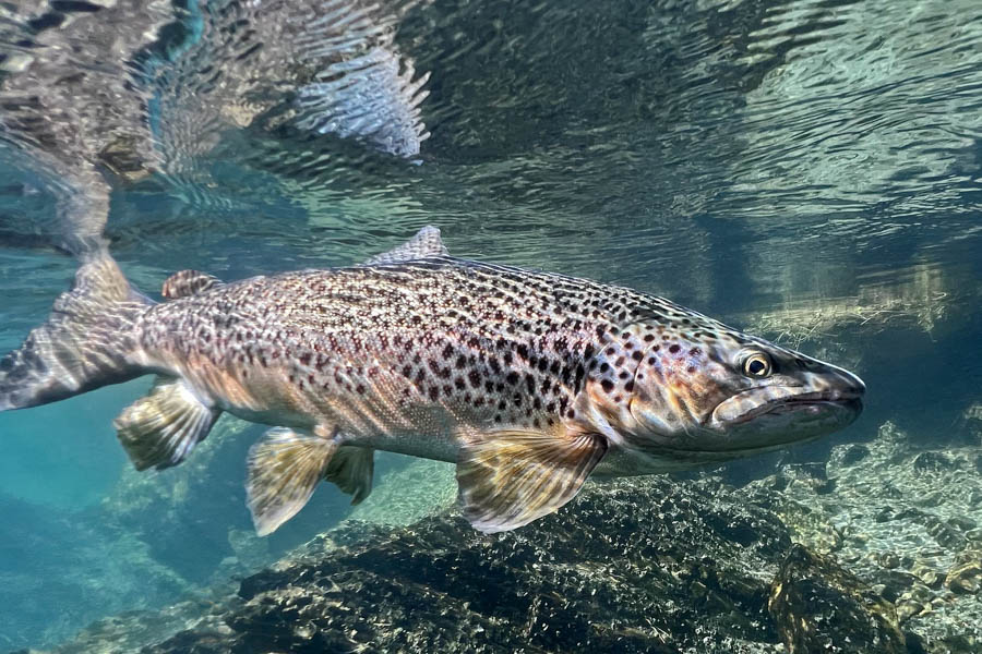 Fly fishing in New Zealand New Zealand fly fishing lodge trips