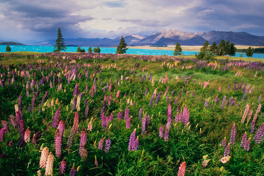 New Zealand fly fishing trips