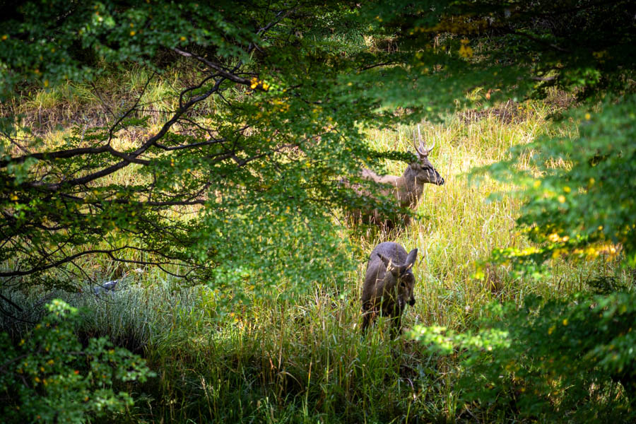Chile fly fishing trips