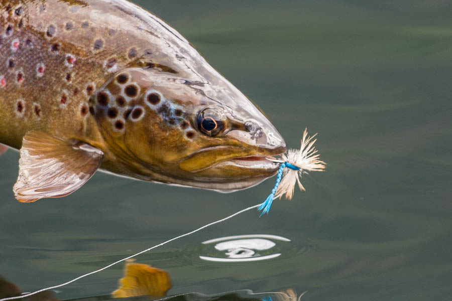 Rio Palena fly fishing lodge