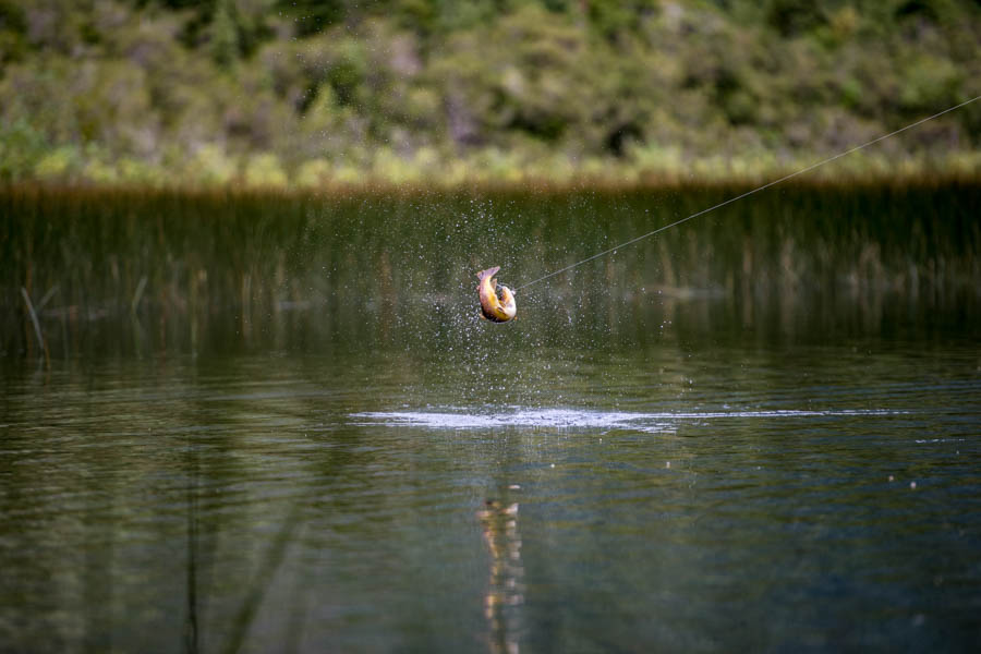 Best Chile fly fishing lodge trip