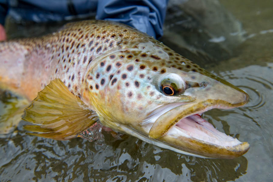 Trip to Chile for fly fishing