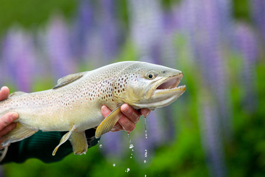 Chile fly fishing lodge trips