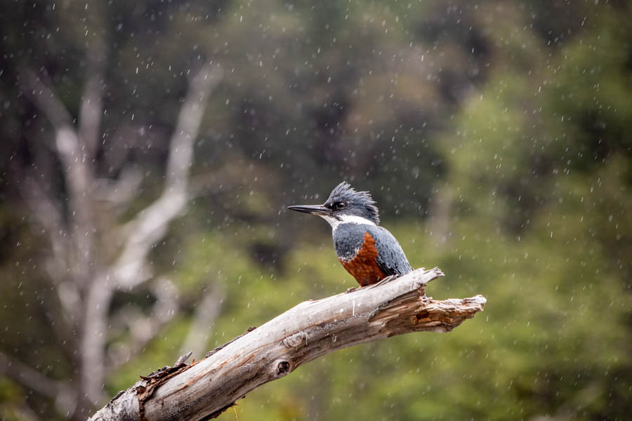 Chile fly fishing lodge trips