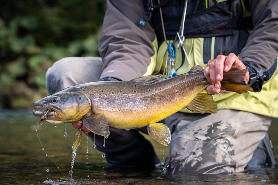 Chile fly fishing trips for big trout