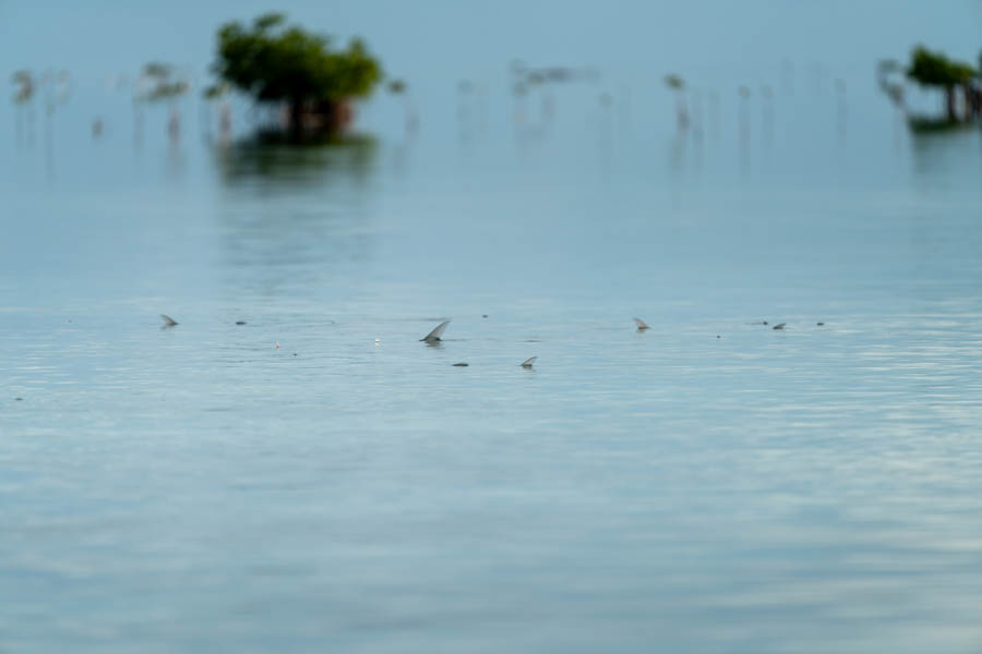 Bonefish in Cuba Bonefish in Cuba