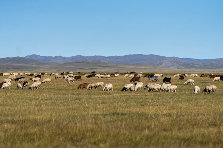 Mongolia fly fishing trips