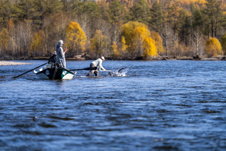 Taimen fly fishing trips in Mongolia