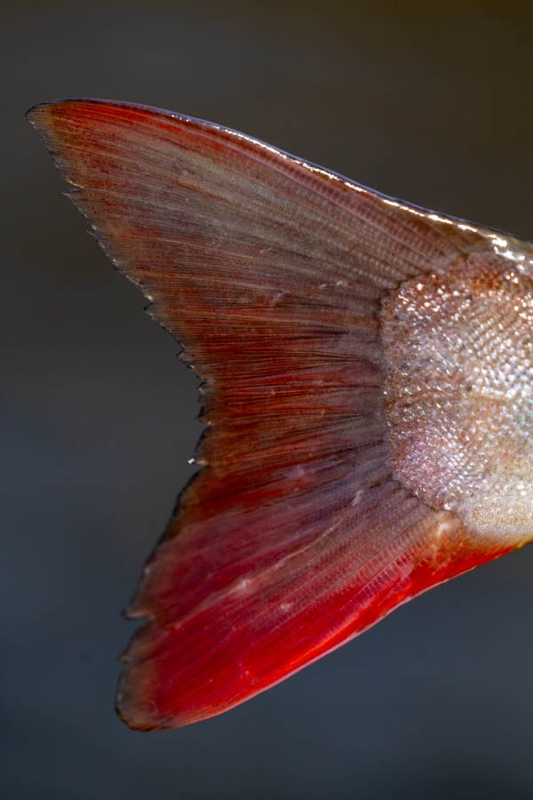 The distinctive red tail of the Siberian taimen. There are a few subspecies of Taimen but the Siberian taimen is the largest and found in many of throughout most of Siberia as well as northern Mongolia, norther Kazakhstan and the northeastern corner of China.