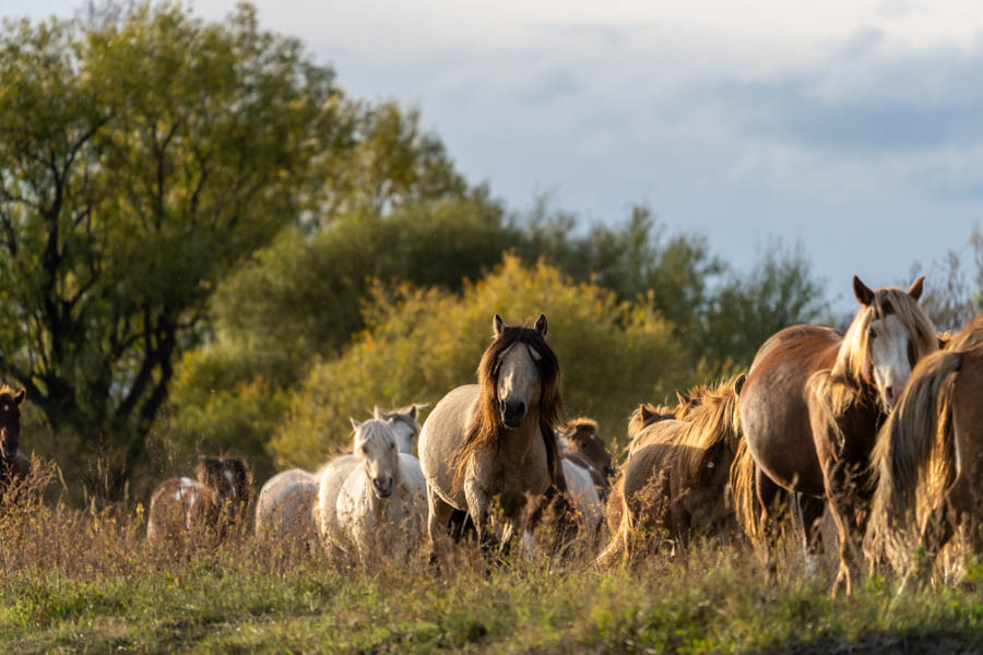 Trophy taimen fly fishing in Mongolia with Montana Angler