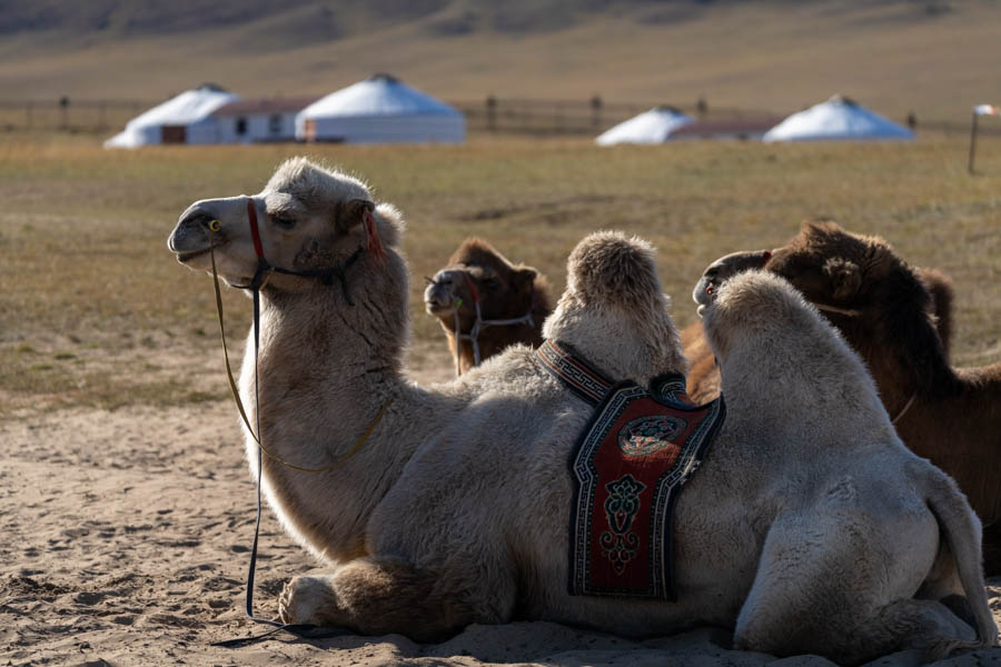 Bactrian two humped camels are still used in parts of Mongolia