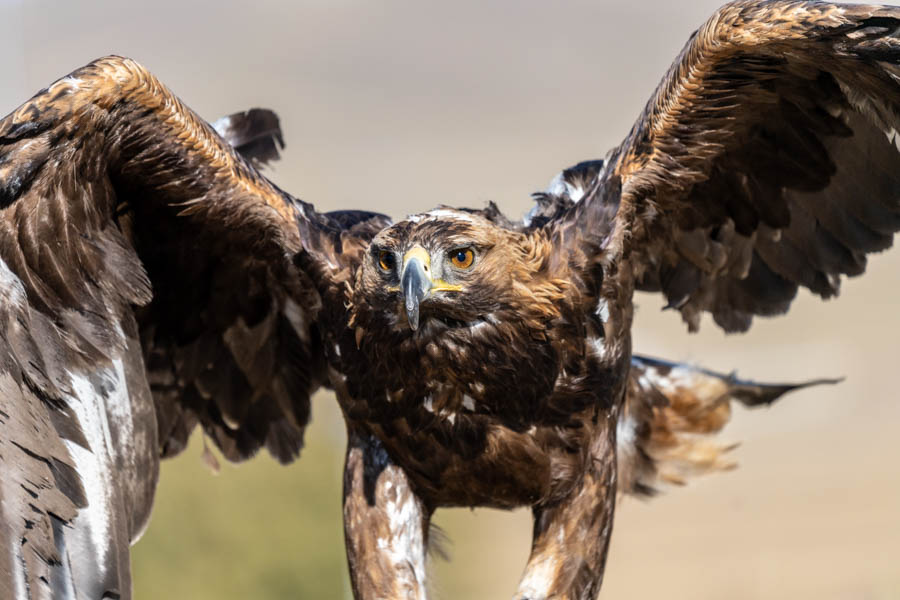 Travel Mongolia fly fishing trips for taimen