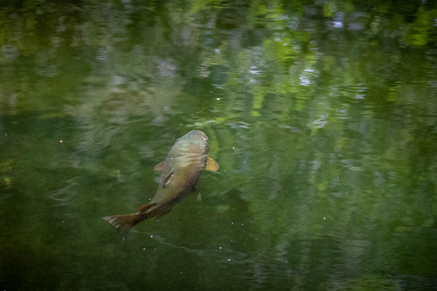 Rising Trout Rising Trout