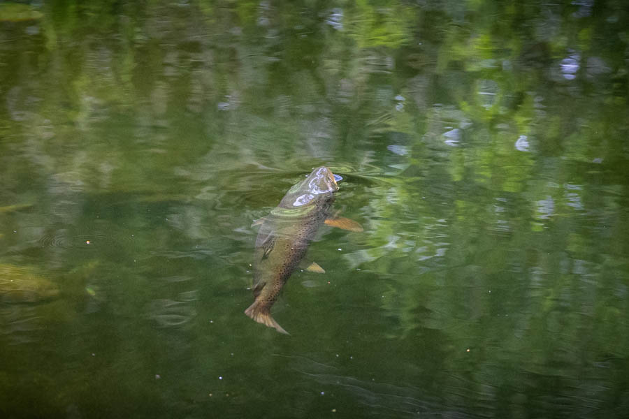 Rising Trout Rising Trout