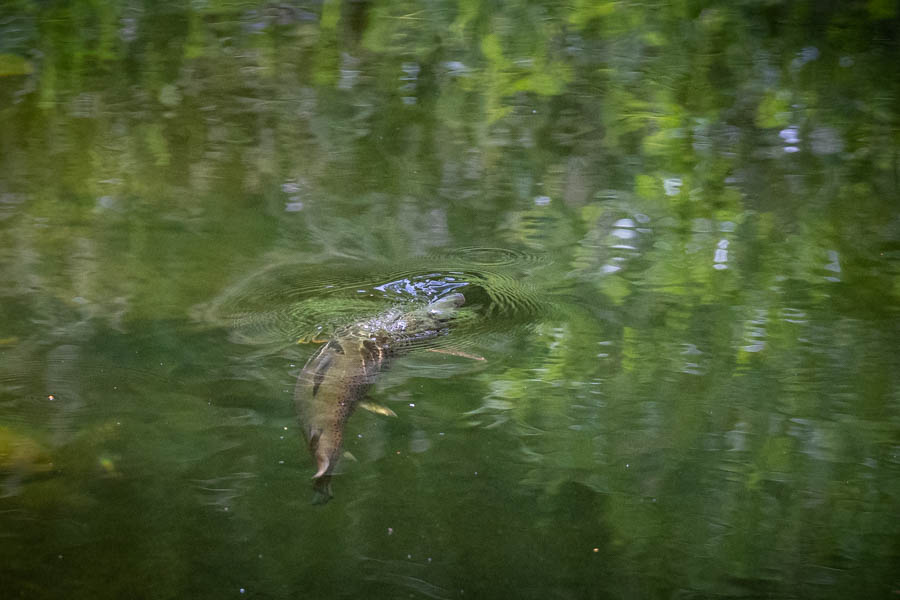Rising Trout Rising Trout