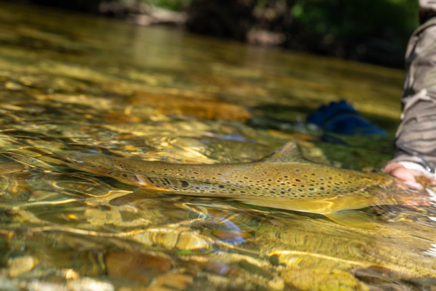 Big Trout released in NZ