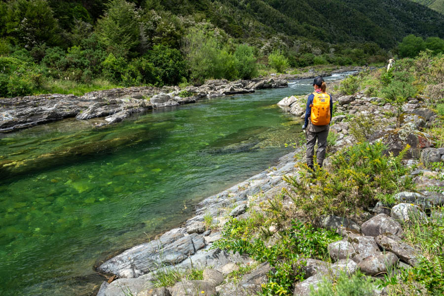 Looking for Trout in NZ
