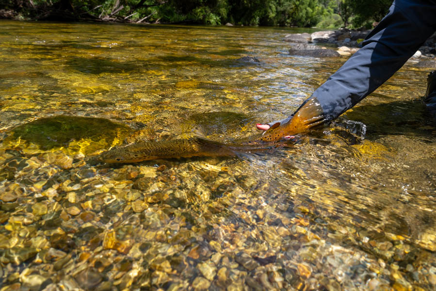 New Zeleand brown trout release New Zeleand brown trout release