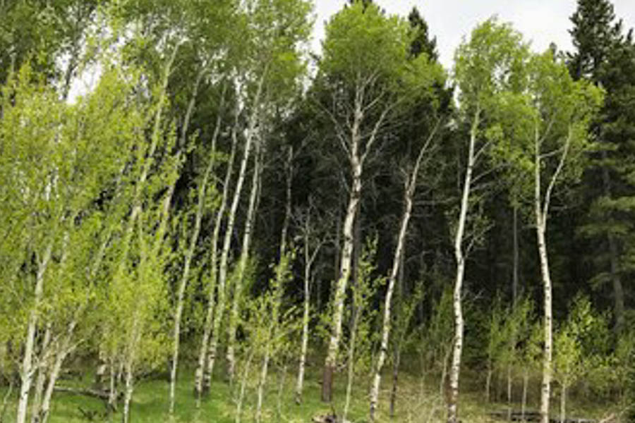 Madison River rental home