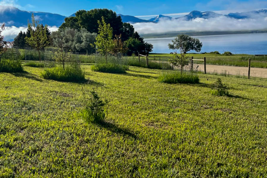 Fox Den yard Madison River vacation home