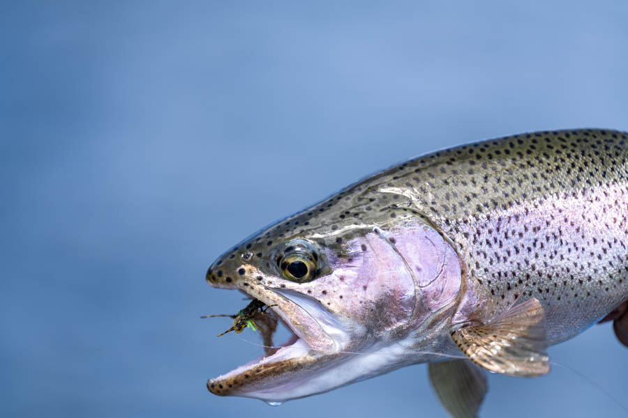 Chile dry fly fishing