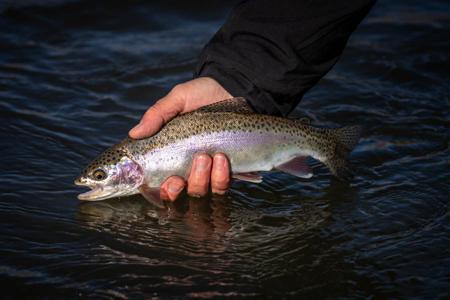 Fly fishing in spring on the Gallatin River Gallatin River Rainbow Trout