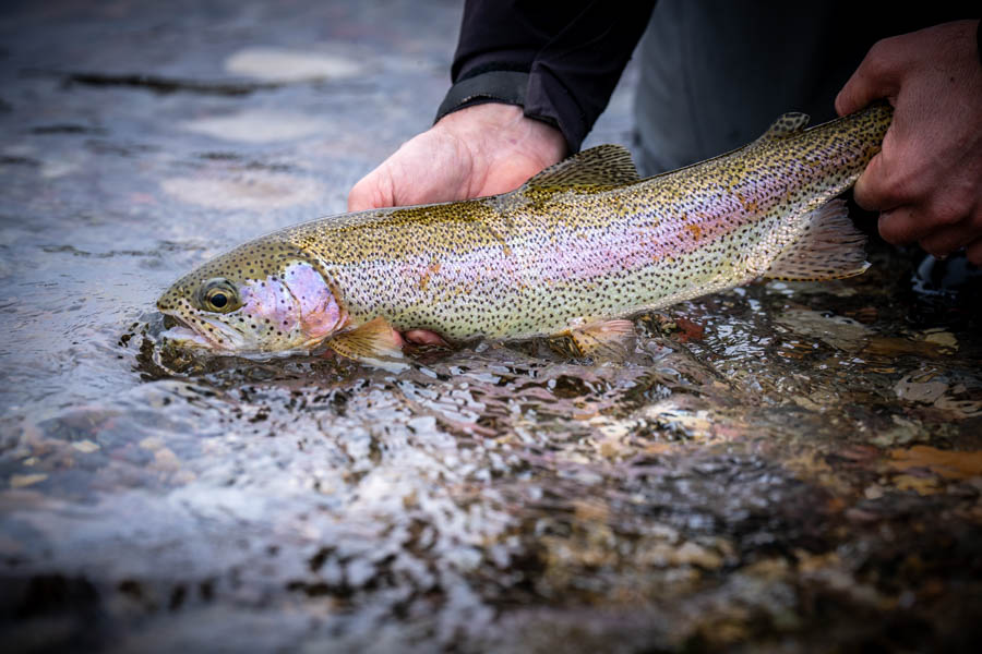 Missouri River rainbow trout