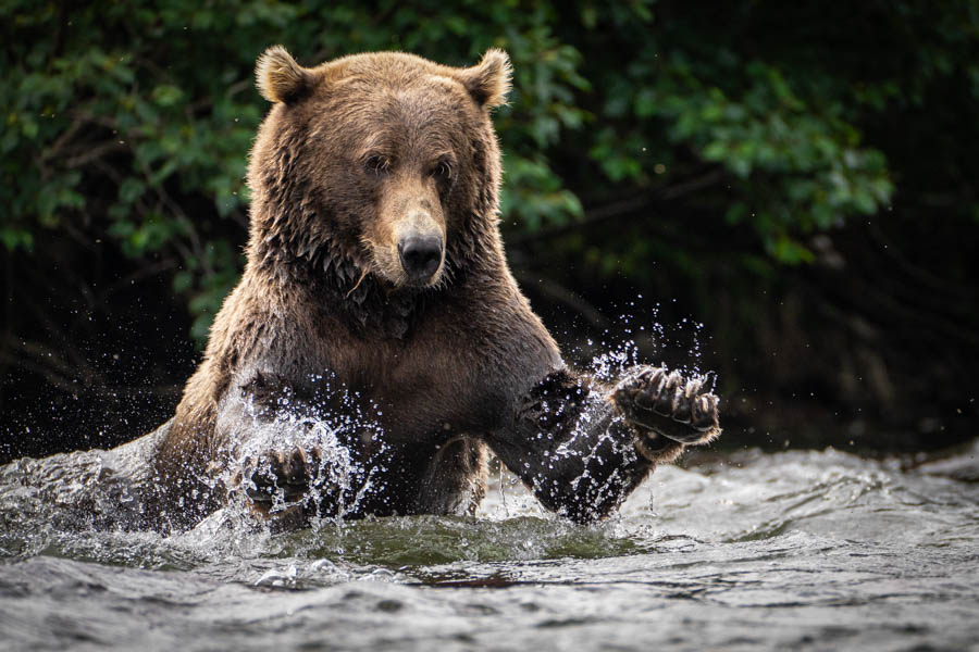 bear fishing rivers