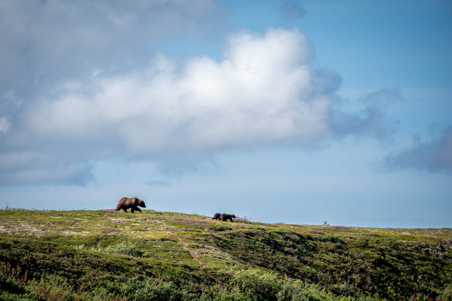 Bears in AK