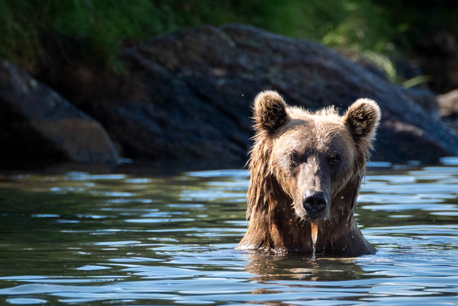 big AK bears fishing