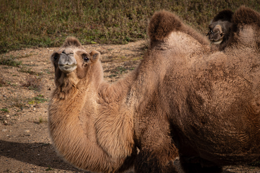 Camels in Mongolia