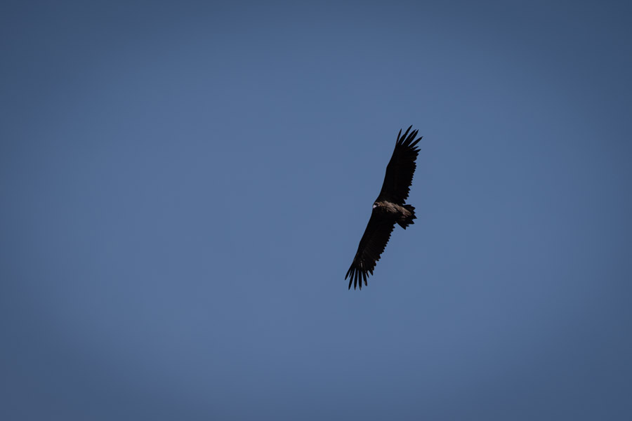 Large eagle in Mongolia