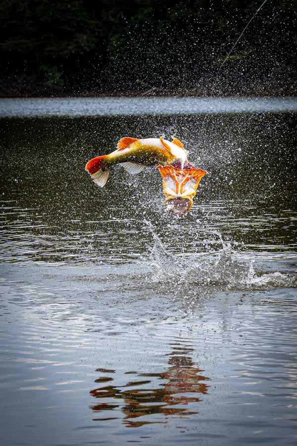 Big Jumping Peacock Bass in Brazil