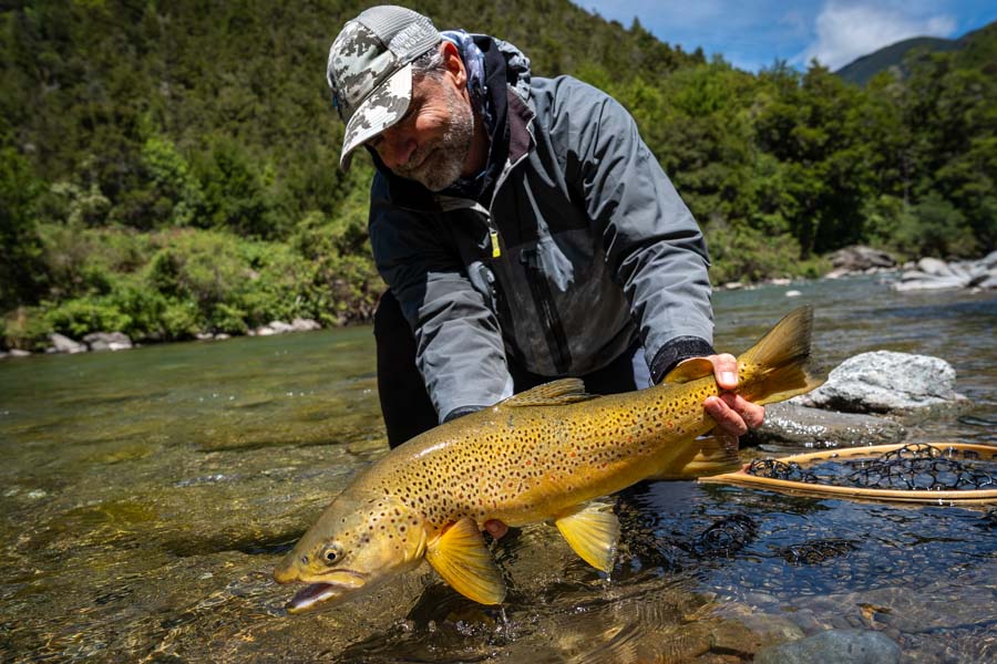 NZ brown trout large
