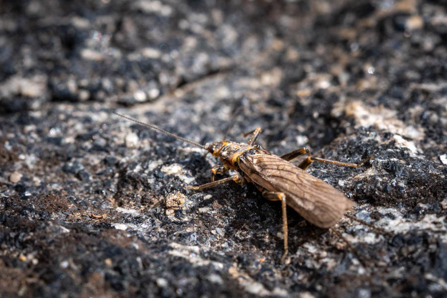 Tips and Tactics for Fishing Skwala Stoneflies in Montana