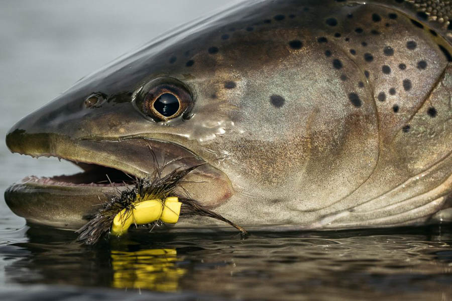 Mongolia Fly Fishing