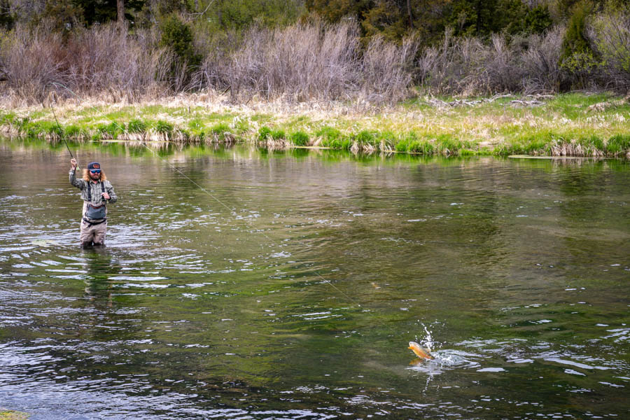 DePuys Spring Creek Fly Fishing near Livingston