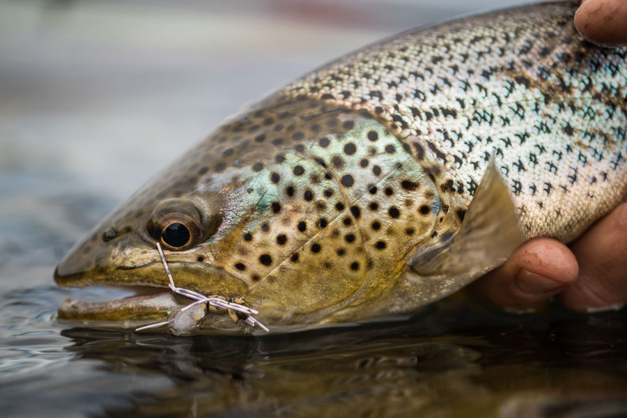 Chime Lodge brown trout